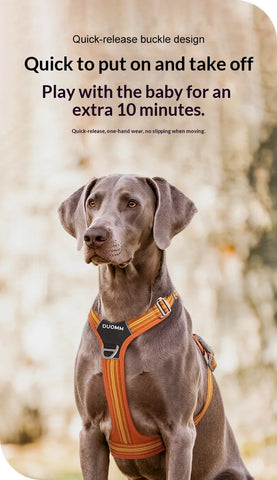 Anti-Pull Dog Harness & Leash Set – Reflective No-Pull Walking Harness