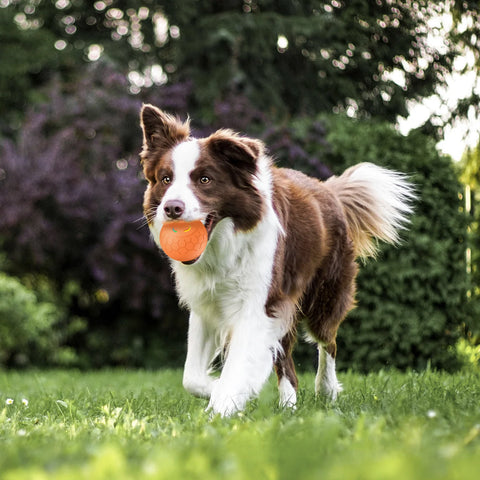 Smart Interactive Dog Ball – USB Rechargeable LED Bouncing Toy
