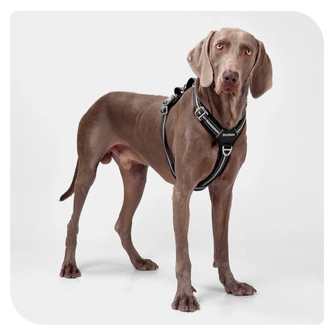 Anti-Pull Dog Harness & Leash Set – Reflective No-Pull Walking Harness