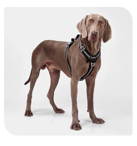 Anti-Pull Dog Harness & Leash Set – Reflective No-Pull Walking Harness