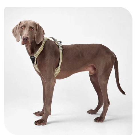 Anti-Pull Dog Harness & Leash Set – Reflective No-Pull Walking Harness
